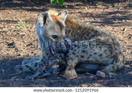 spotted hyena and pup 