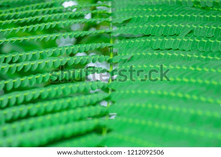 Tropical leaves, floral pattern background, real photo