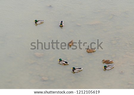 wild ducks swimming in the river