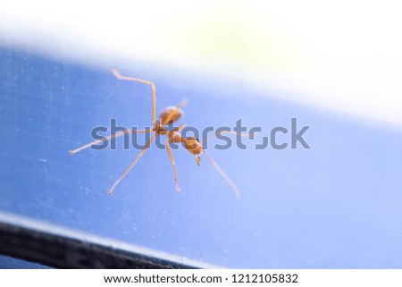 Red Ant on the glass, low view.