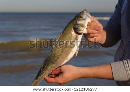 close up of fisherman holding freshly caught European sea bass on the beach with water, waves and sky in the background
