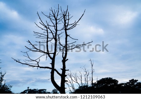 Dead Tree and Blue Sky