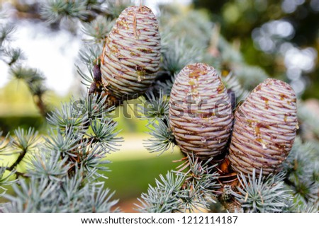 close up of pine tree cones, cones on branch, green needles, seasonal picture, space for text, decoration, blurry background