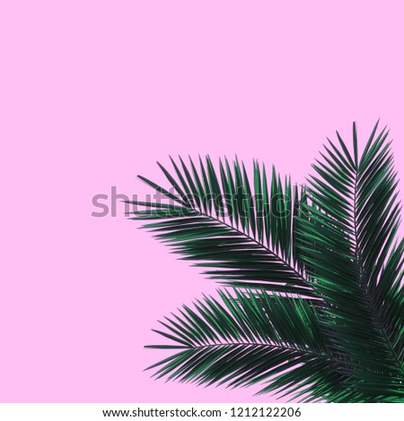 Palm leaves pattern, color background, texture.