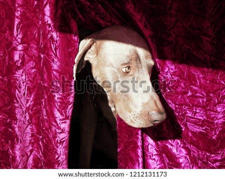 Weimaraner dog looking out from underneath a pink table cloth.