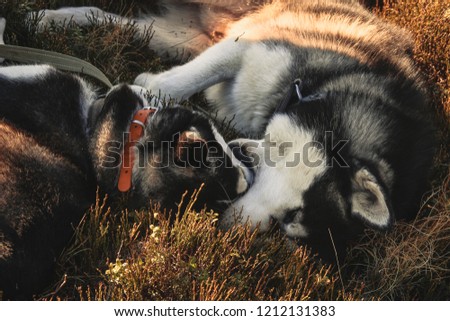 Two Siberian Husky travels the Ukrainian Carpathians. Mountain Range. Black and white dog Cute Husky. Game of two dogs.