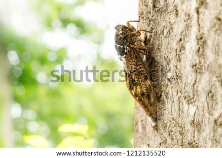 Large brown cicada Royalty-Free Stock Photo #1212135520