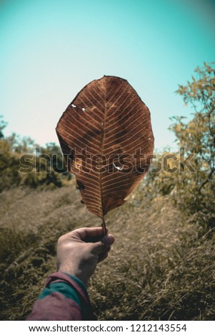 Picture of a Banyan tree leaf captured on the way to Karnala fort trek. Karnala fort trek is located on the outskirts of Panvel district in Navi Mumbai.