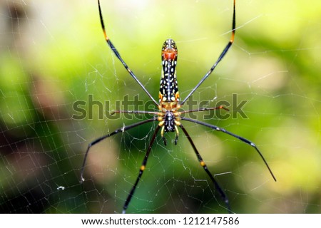 A black and yellow colour spider is photographed close up, Black Widow Spider, macro picture,Natural background, colourful big and small spiders in nature, copy space, spider and spider web
