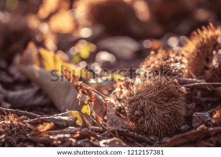 fall autumn scenery with chestnuts and tree leaves on forest ground 