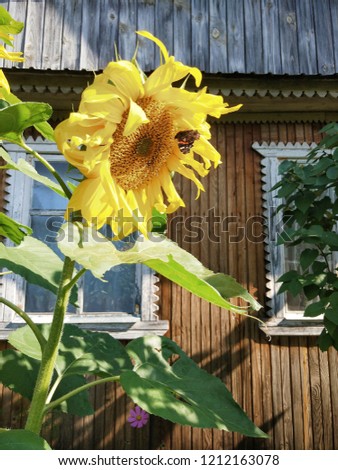 sunflower with a butterfly on the background of a wooden house, a cropped picture