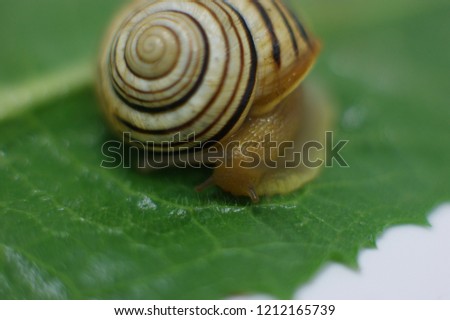Snail in macro photography on a summer day