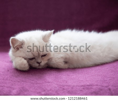 
Soft white cat. Sleeping cat