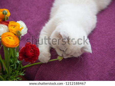 
Flowers and white cat