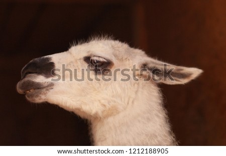 Portrait of llama. Eye. 
