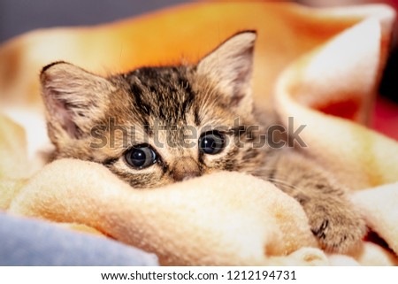 A young kitten in a family welcome in Belgium
