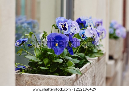 Pansy flowers in flower pot outside on a windowsill as a decoration