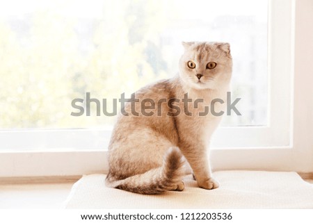 Cute scottish Fold breed cat with yellow eyes lying by the window, catching sun at home, sunny day view. Soft fluffy purebred short hair lop-eared kitty on windowsill. Background, copy space, close up