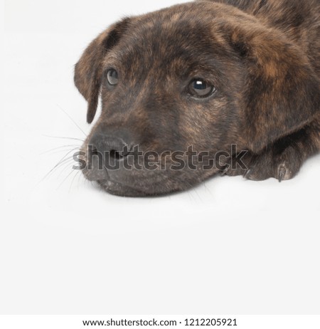 brown dog sitting against white background


