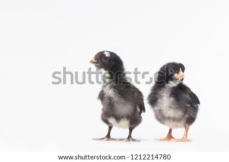 Two Little black chick against white background
