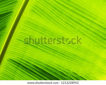 Leaves pattern on background