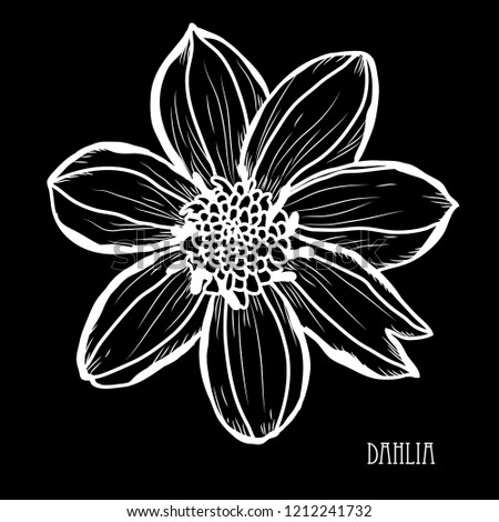Decorative dahlia flowers, design elements. Can be used for cards, invitations, banners, posters, print design. Floral background in line art style