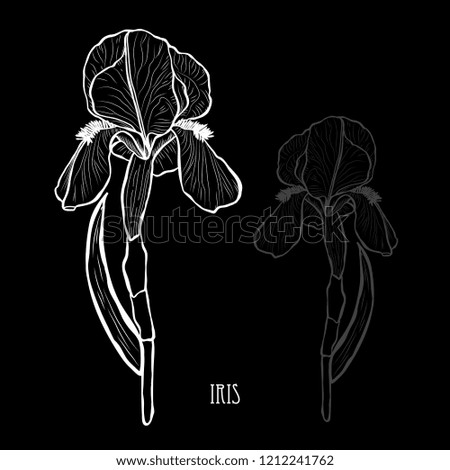 Decorative iris flowers, design elements. Can be used for cards, invitations, banners, posters, print design. Floral background in line art style