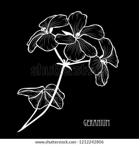 Decorative geranium flowers, design elements. Can be used for cards, invitations, banners, posters, print design. Floral background in line art style