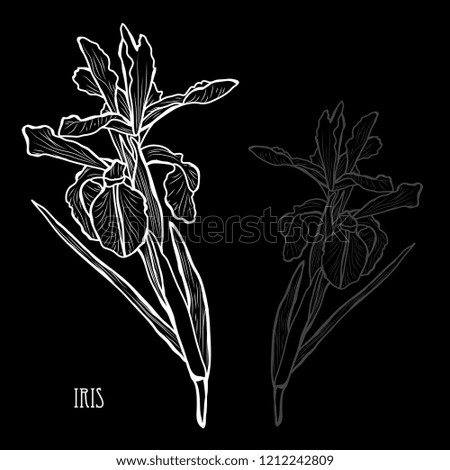 Decorative iris flowers, design elements. Can be used for cards, invitations, banners, posters, print design. Floral background in line art style