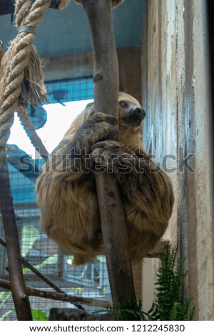 Sloth hanging in a tree