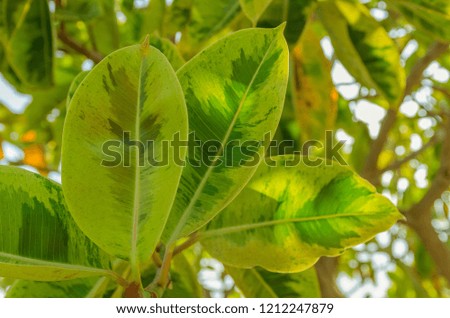 Close up of Ficus benjamina leaves, commonly known as weeping fig, benjamin fig[ or ficus tree. Nature plant background.