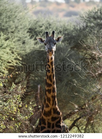 Giraffe in Serengeti National Park, Tanzania