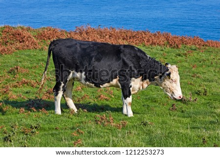 Friesian Cattle overlooking the Bristol Channel in North Devon, uk
