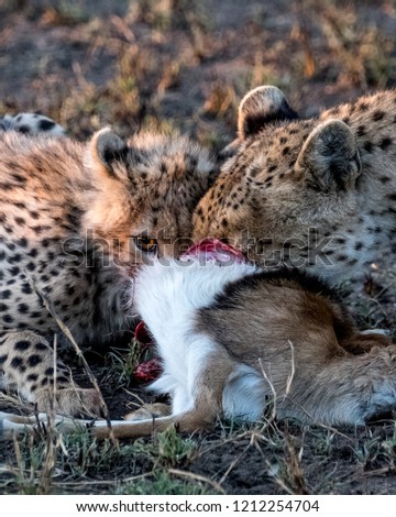 A family of cheetahs with babies eat a gazelle in Serengeti National Park, Tanzania 