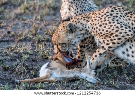 A family of cheetahs with babies eat a gazelle in Serengeti National Park, Tanzania 