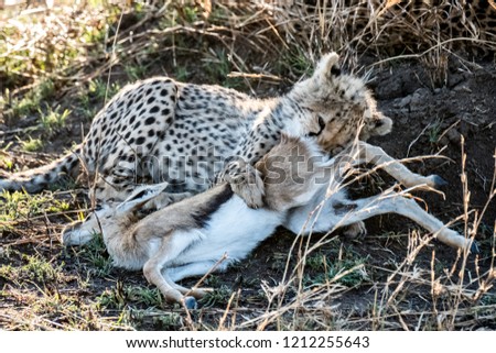 Baby cheetah eats a gazelle in Serengeti National Park, Tanzania 