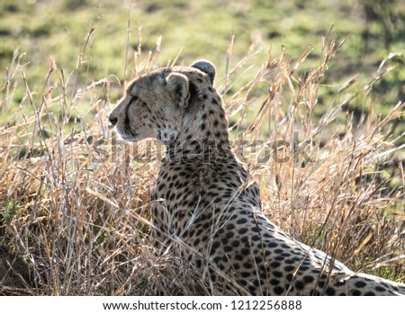 Cheetah in the grass in Serengeti National Park, Tanzania 