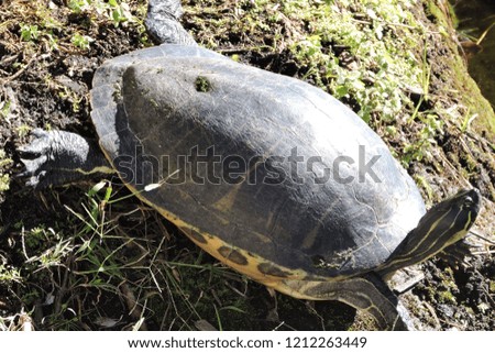 Slider turtle on grass