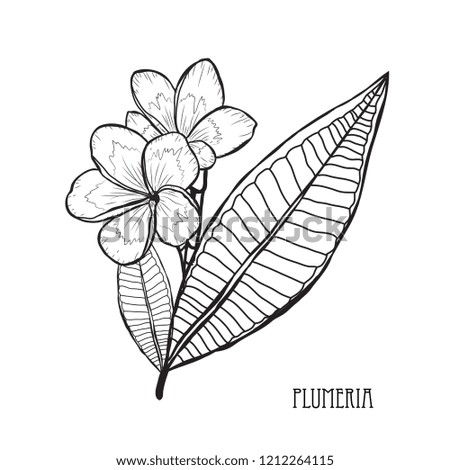 Decorative plumeria flowers, design elements. Can be used for cards, invitations, banners, posters, print design. Floral background in line art style