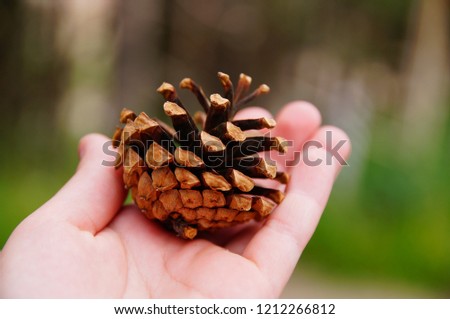 Pine cone, the child holds on the palm. On a green blurred background.