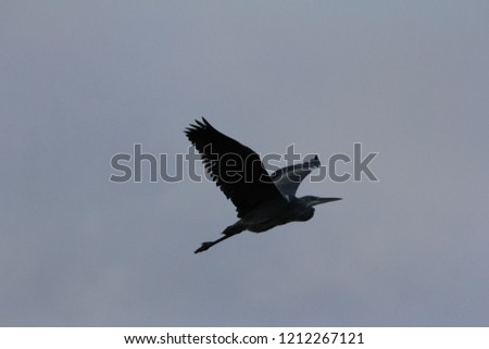 heron in the sky