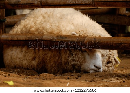 Boring Sheep in the fold