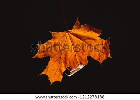 one beautiful orange maple leaf isolated on black
