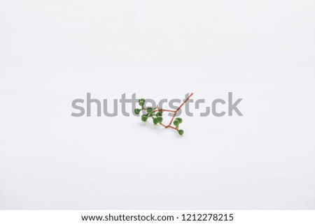 twig with green berries isolated on white