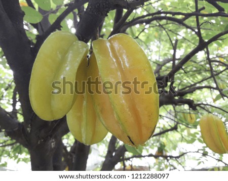 Star fruit ripening on the tree background.