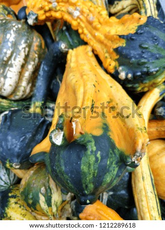 Seasonal Decorative Gourds at Farmer's Market