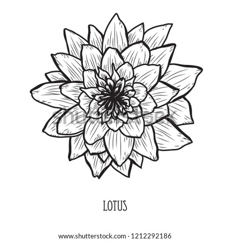 Decorative lotus  flower, design element. Can be used for cards, invitations, banners, posters, print design. Floral background in line art style
