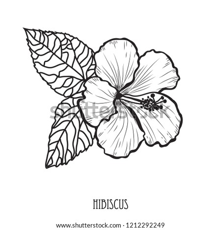 Decorative hibiscus  flower, design element. Can be used for cards, invitations, banners, posters, print design. Floral background in line art style
