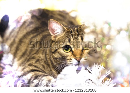 Striped wildcat in Christmas tinsel, Christmas and New Year picture with a home favorite, cute funny face, a holiday.