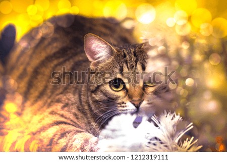 Striped wildcat in Christmas tinsel, Christmas and New Year picture with a home favorite, cute funny face, a holiday.